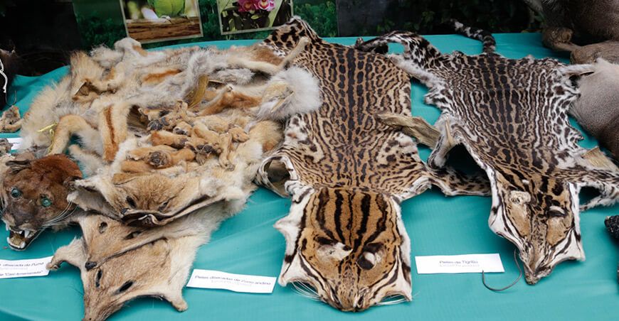 Serfor exhorta a no utilizar animales silvestres ni sus partes en festividades pieles de felinos Perú