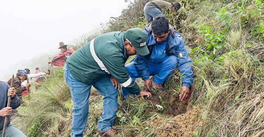 Reforestaron con árboles nativos en el distrito de Pira Ancash Perú Serfor