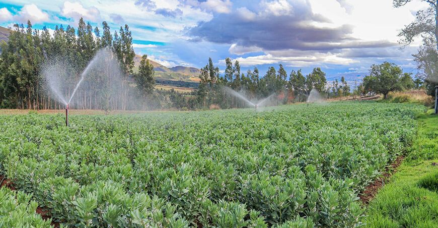 sistema de riego por aspersión cultivo de habas Huamanguilla Ayacucho Perú