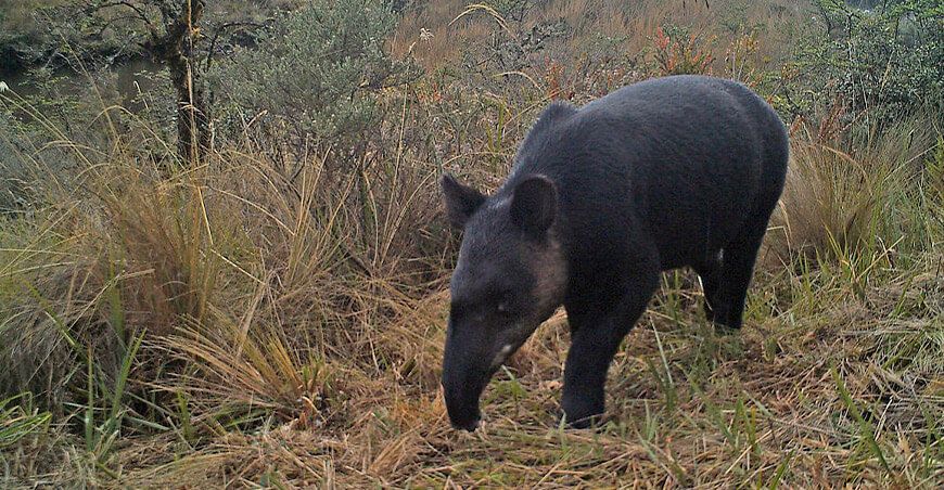 Tapir Andino Perú