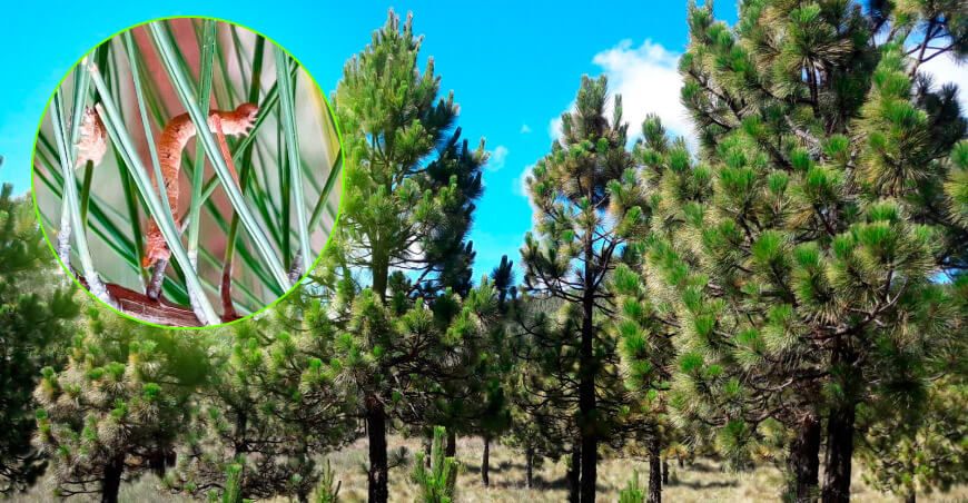 niversidad Nacional Toribio Rodríguez de Mendoza identificó al gusano medidor (Glena bisulca), una oruga que se alimenta de las hojas del pino hasta provocar su defoliación total