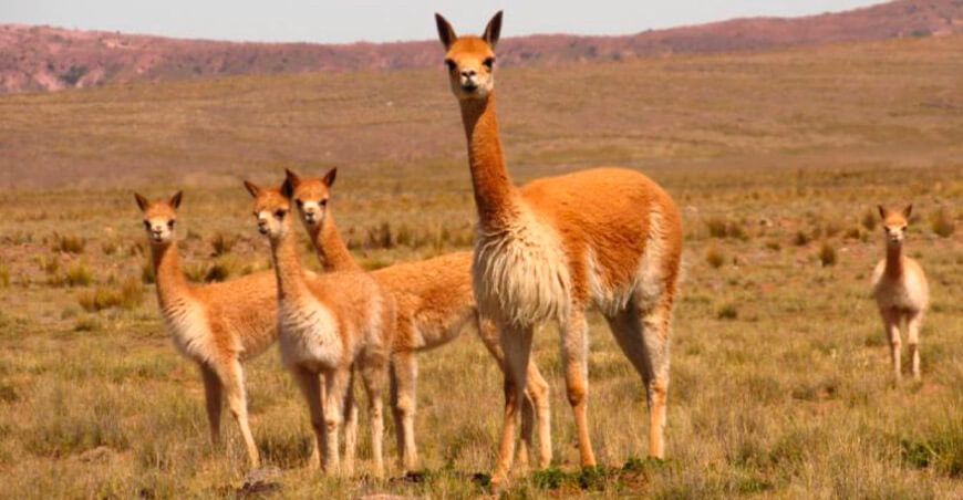 Perú exhibirá sombreros fibra de vicuña en la Expo 2025 Osaka - Kansai en Japón