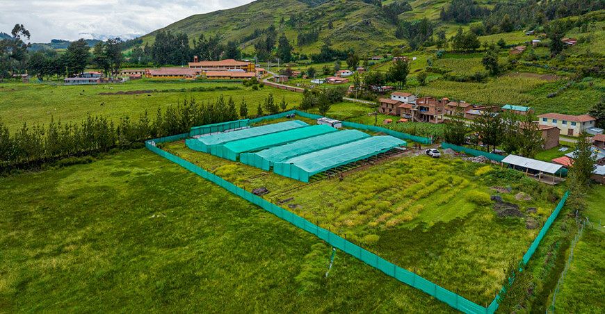 Cusco impulsa ambiciosa campaña forestal para restaurar suelos degradados con plantones nativos