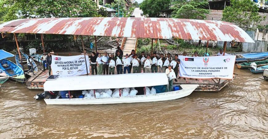 IIAP Amazonas impulsa la acuicultura en Bagua con la entrega de más de 22 000 alevinos de peces amazónicos