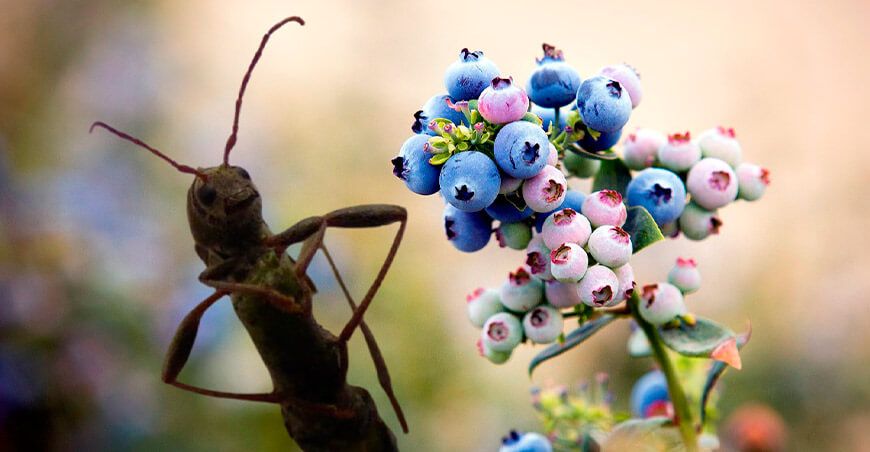 El escarabajo Neoclytus unicolor amenaza cultivos de arándano en Olmos Perú
