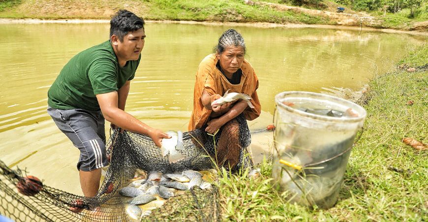 Piscicultores del Vraem vendieron pescado amazónico en mercados de Ica, Lima, Ayacucho y Junín Devida Perú