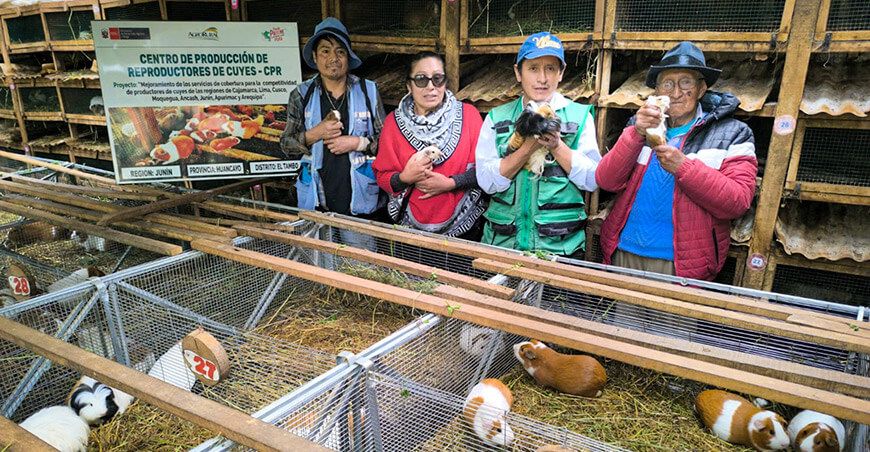 Agro Rural equipó centros de producción de reproductores de cuyes en Junín