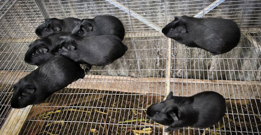 Agro Rural equipó centros de producción de reproductores de cuyes en Junín
