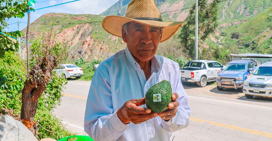 Agroideas instala el primer centro de acopio de palta en Huancavelica