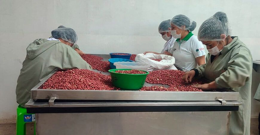 Cooperativa Agraria Ecológica y Solidaria Piura exportó maní a Francia