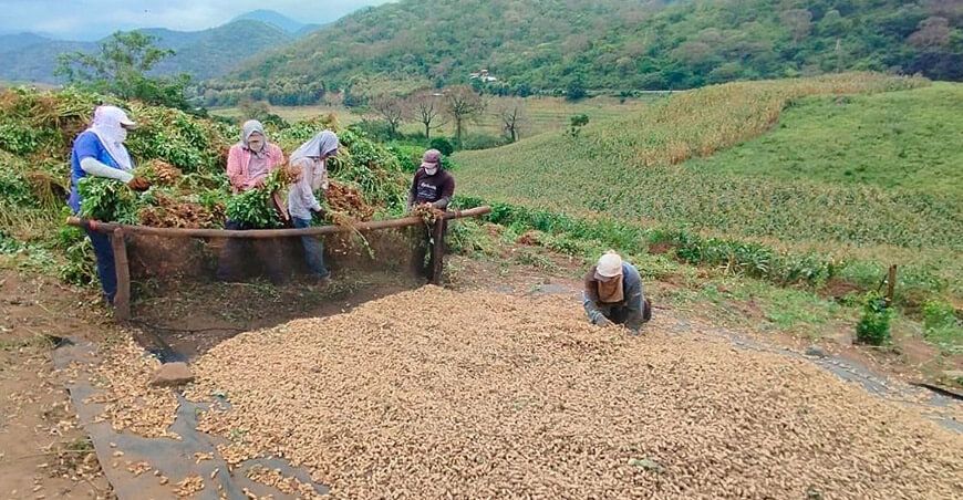 Cooperativa Agraria Ecológica y Solidaria Piura exportó maní a Francia