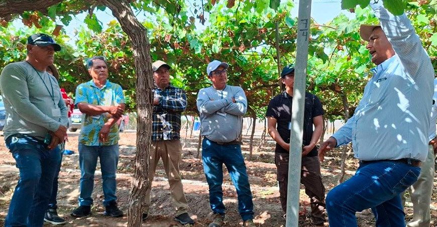 Productores vitivinícolas de Cañete exploran manejo agronómico de alta productividad del cultivo de uva Ica Perú