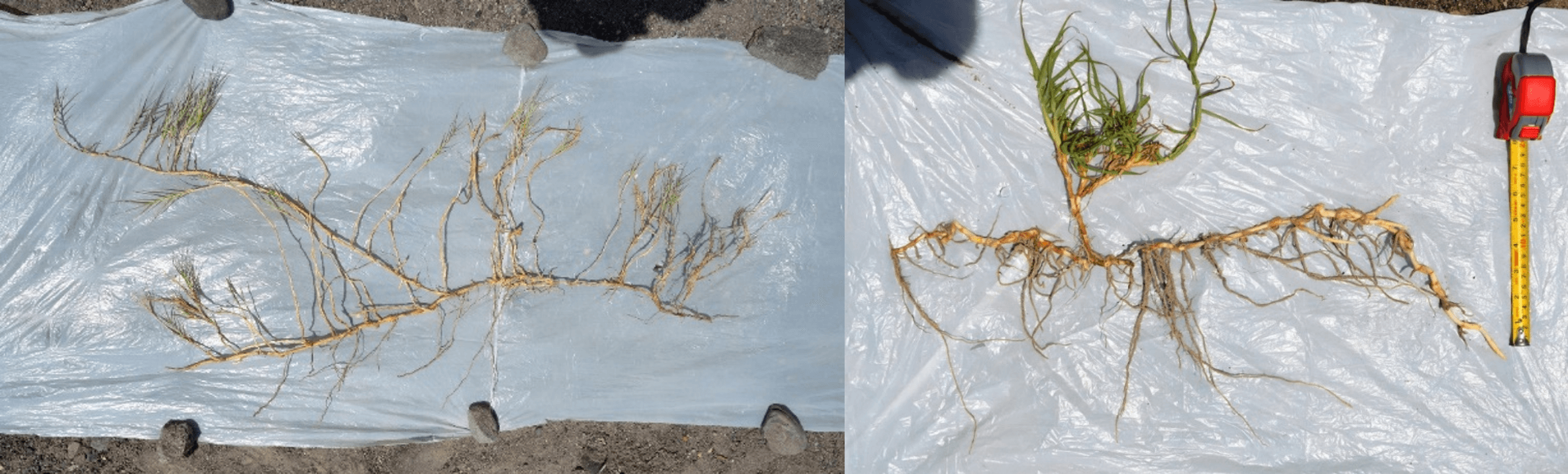 Escudos naturales contra la erosión Distichlis spicata Kykuyuochloa clandestina