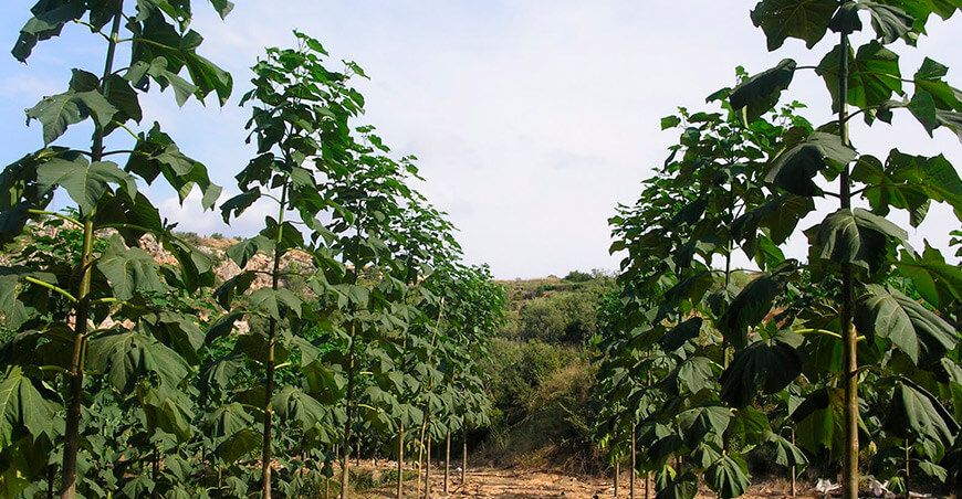 Establecen requisitos fitosanitarios para importar material de propagación de kiri desde Argentina