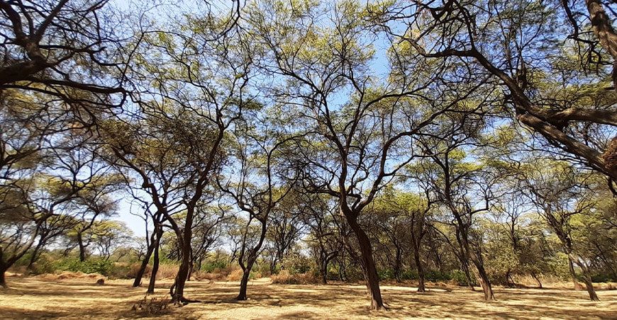 Serfor participó en la primera sesión de la Mesa Regional de Control y Vigilancia Forestal y de Fauna Silvestre de Tumbes Perú