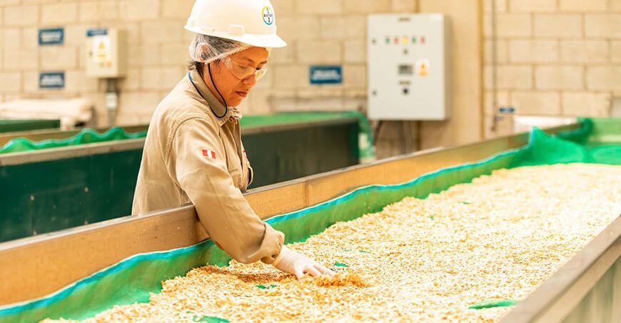 semillas de hortalizas Bayer Perú