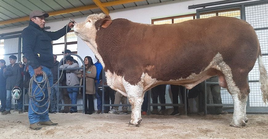 Proyecto Ganadero Cajamarca mejora genética de vacunos pajillas semen raza Simmental