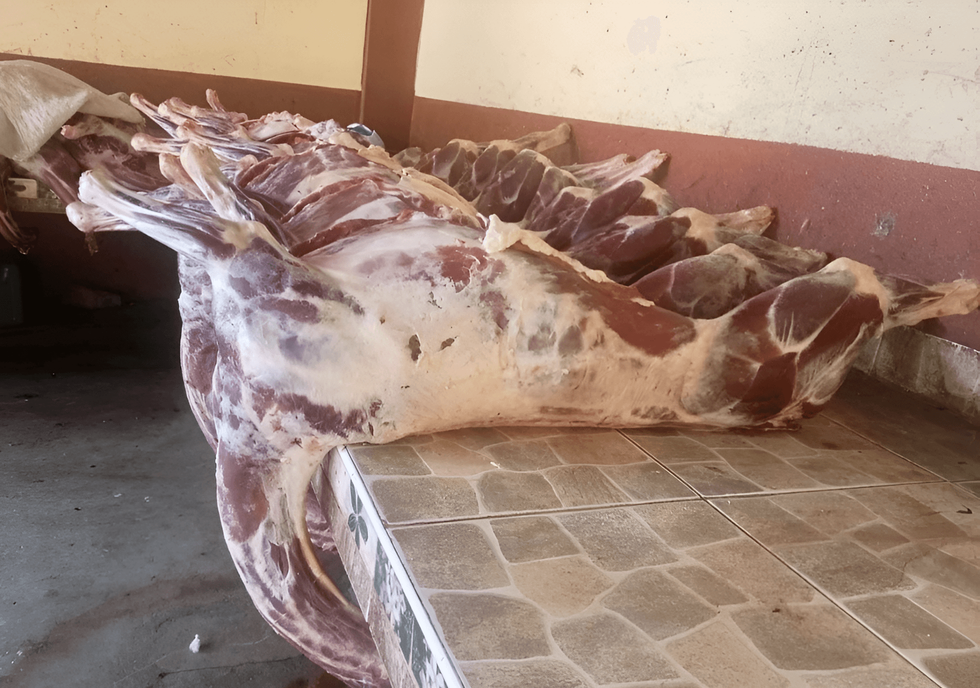 Carcasas de llama en proceso de oreo