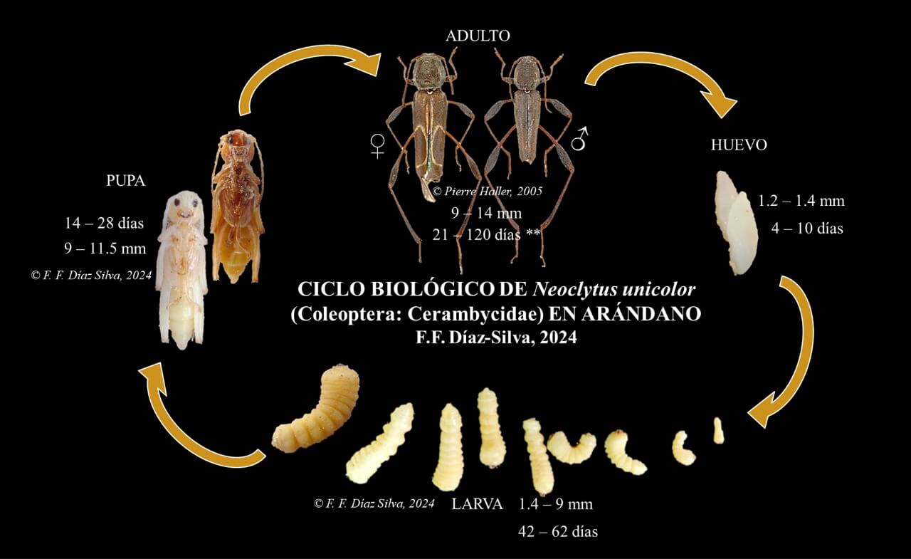 El escarabajo Neoclytus unicolor amenaza cultivos de arándano en Olmos Perú