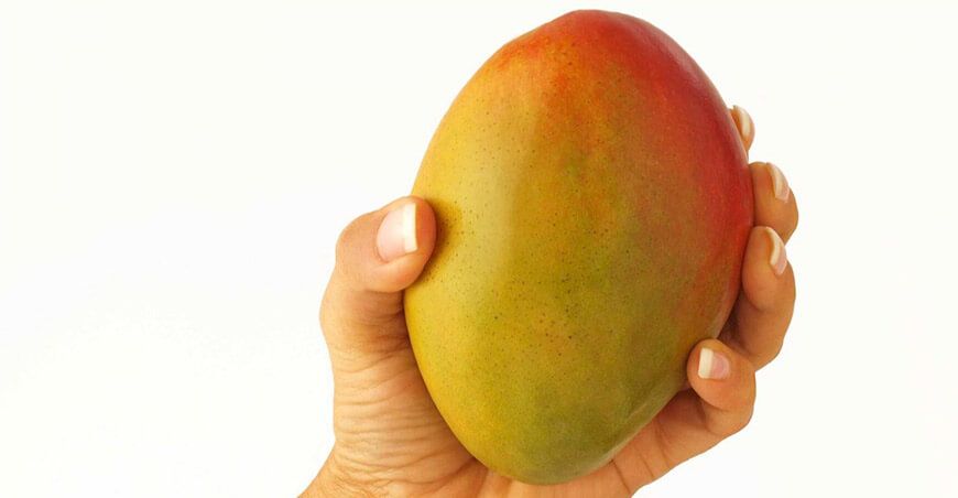 producción mango