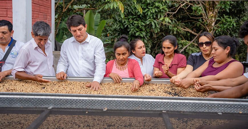 Cooperativa Agroecológica Ñucñu Coffee, ubicada en el distrito de Nueva Cajamarca, provincia de Rioja, región San Martín, módulo secado café