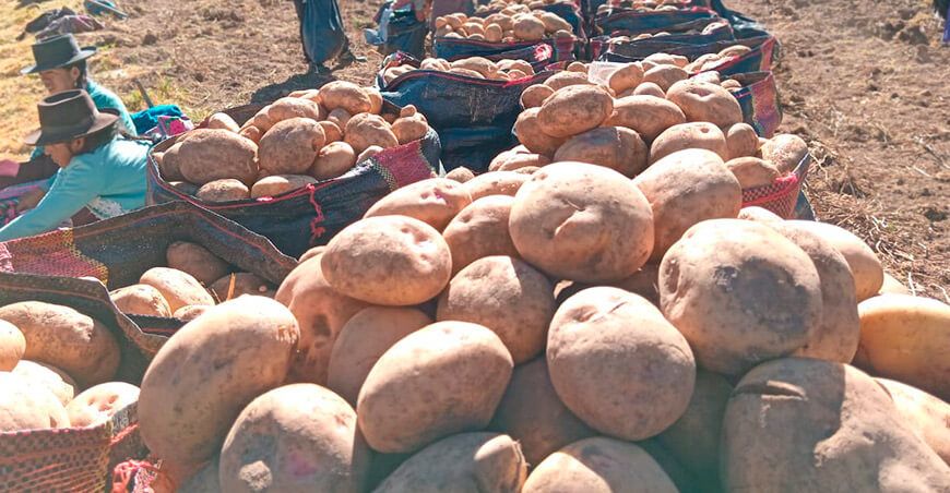 Perú cosecha de papa para exportar a Brasil