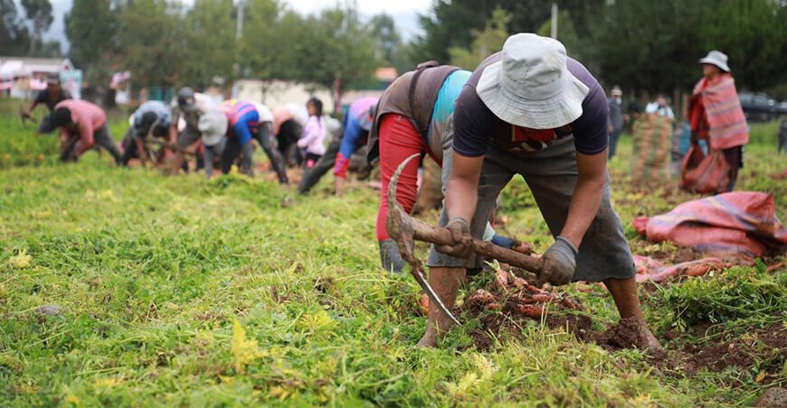 cosecha productores Perú