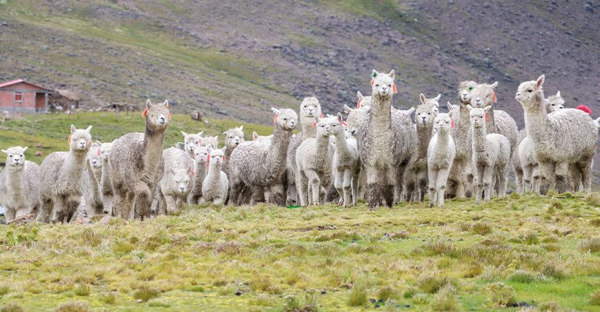 crianza de alpacas Vinchos Ayacucho Perú