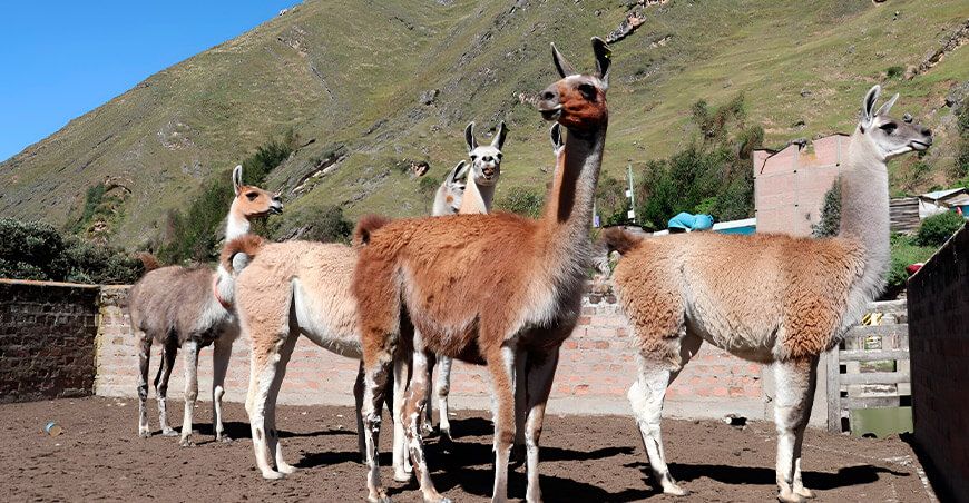 crianza de llamas Huancavelica Perú