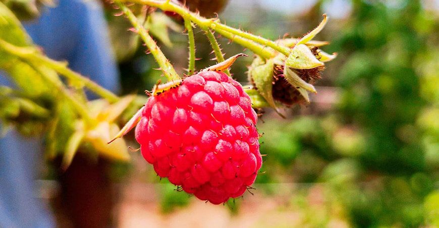 cultivo de frambuesas Perú