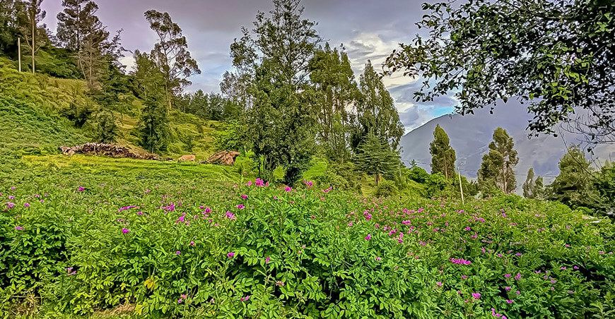 cultivo de papa Huánuco Perú