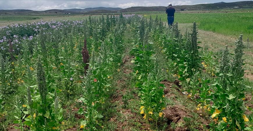 cultivo de quinua Puno Perú