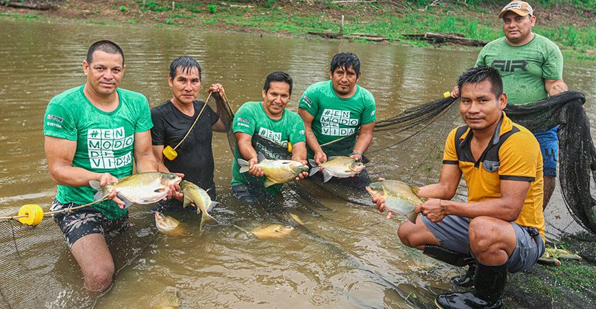 Devida impulsa actividad acuícola productores crianza de peces amazónicos en Putumayo Loreto Perú