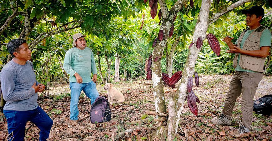 Devida amplía intervención para fortalecer producción de cacao en el Vraem Perú