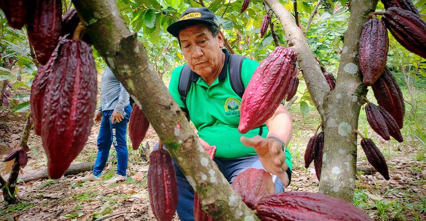 Devida amplía intervención para fortalecer producción de cacao en el Vraem Perú