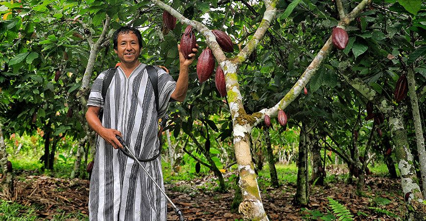 Devida promueve uso de biofertilizantes para mejorar cultivos de cacao en el Vraem productores comunidades indígenas Perú