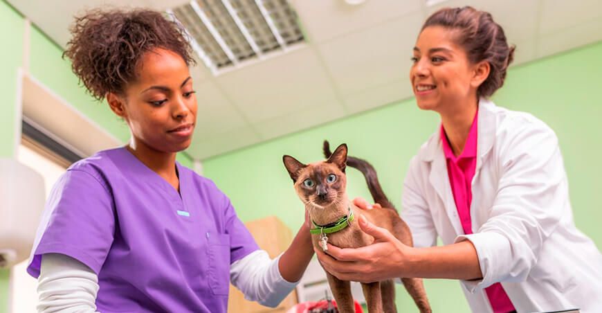 Día Mundial del Veterinario