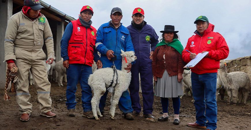 Dirección Regional de Agricultura Ayacucho registro genealógico de alpacas Vinchos