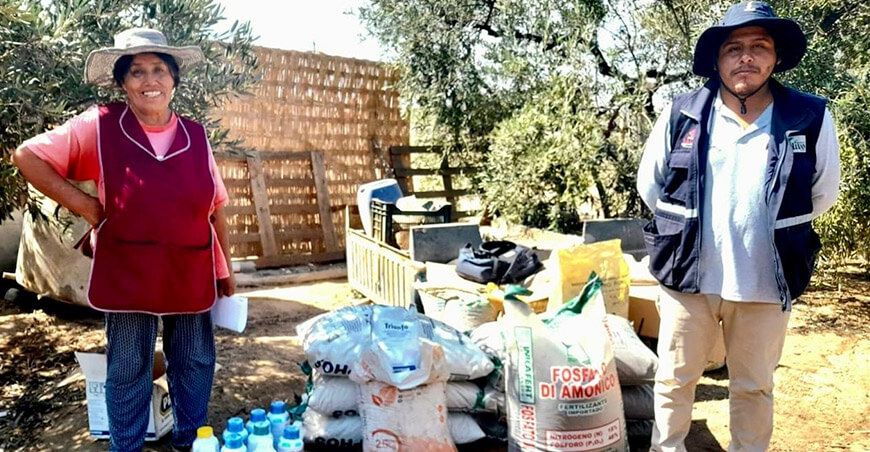 Impulsan mejora en la producción de olivo en Tacna con entrega de insumos
