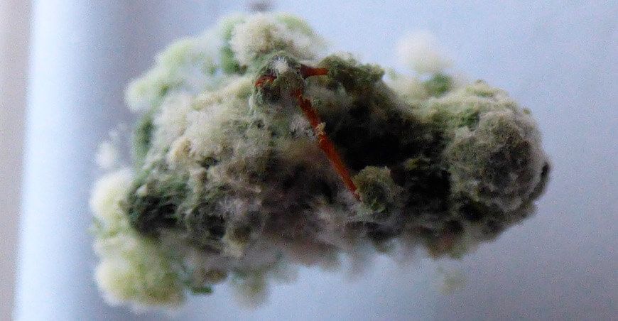 El escarabajo Neoclytus unicolor amenaza cultivos de arándano en Olmos Perú