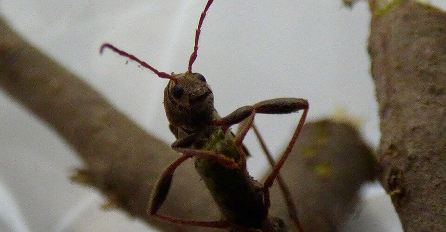 El escarabajo Neoclytus unicolor amenaza cultivos de arándano en Olmos Perú