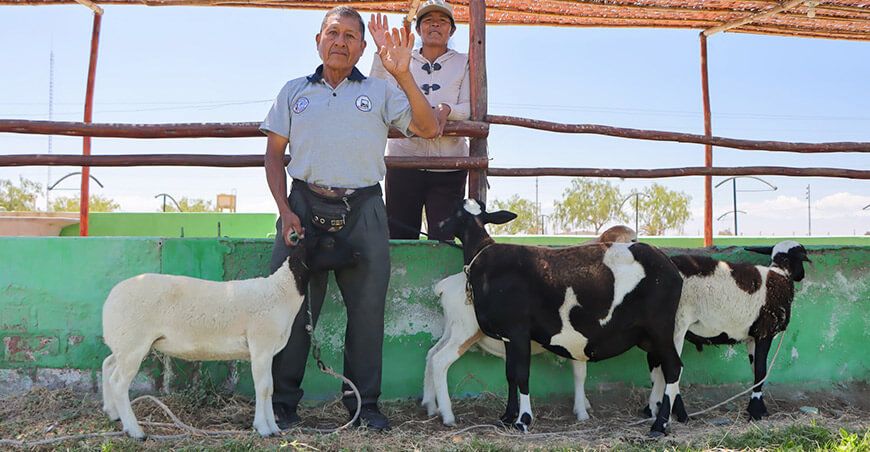 Feria de Sama a la Olla Tacna Perú venta de ovinos