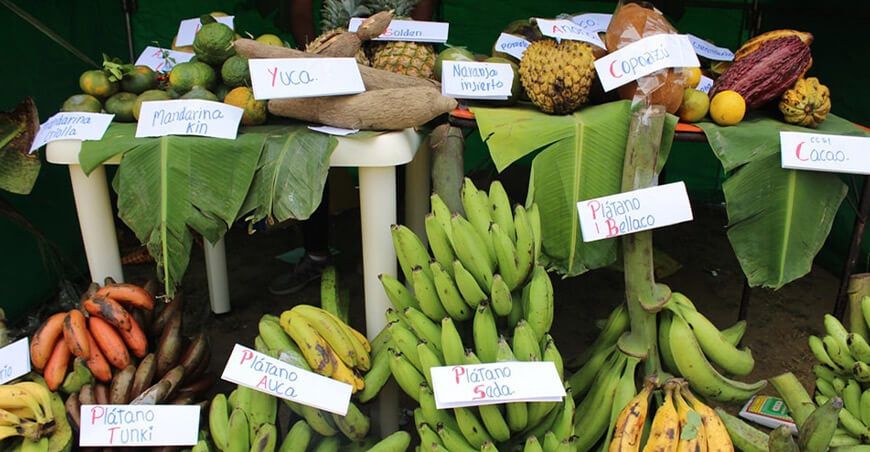 Realizarán la I Feria de Productos Frutícolas y el Festival de Piña y Cítricos en Ayapata Puno Perú