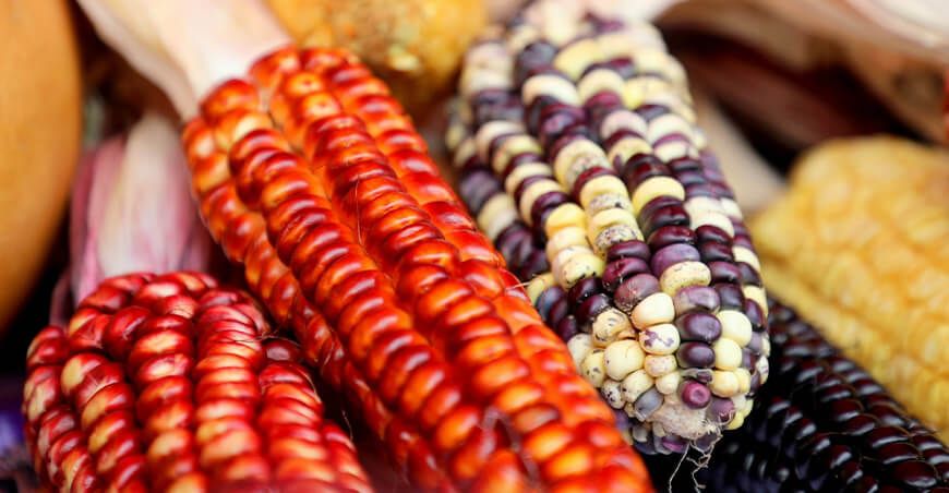 Festival del Maíz Morado, Maíz Choclo y Maíces para Cancha Cajamarca Perú