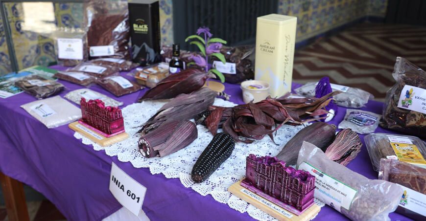 Festival del Maíz Morado, Maíz Choclo y Maíces para Cancha Cajamarca Perú
