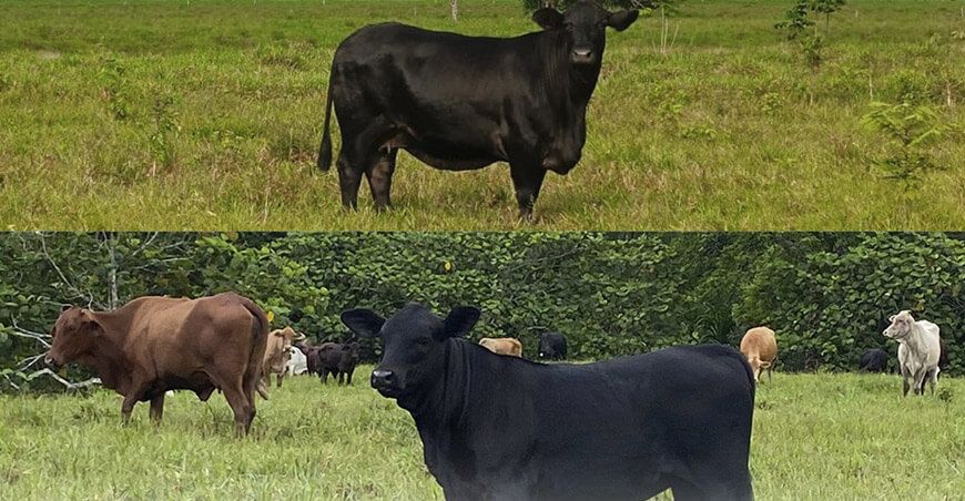ganado vacuno Brangus Perú