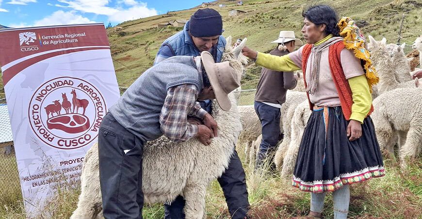 alpacas Perú Fortalecen capacidades en sanidad para alpaqueros de Hachaccalla Ccarhuayo Cusco