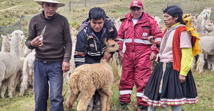 alpacas Perú Fortalecen capacidades en sanidad para alpaqueros de Hachaccalla Ccarhuayo Cusco