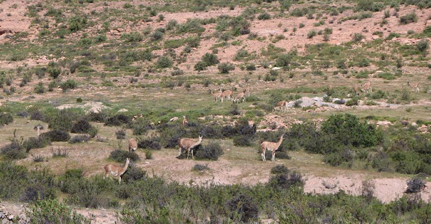 Tacna registró aproximadamente 139 guanacos durante censo en zonas altoandinas
