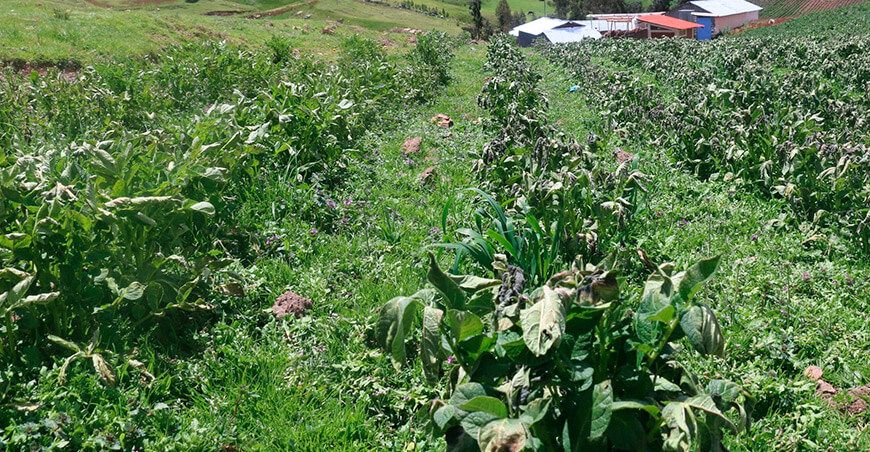 heladas afectaron cultivo de papa en Huancavelica Perú